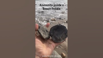 Fossil Hunter Finds Fossil In A Beach Pebble #fossil #fossils #fossilhunting #jurassic #shorts