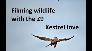 Filming wildlife with the Z9