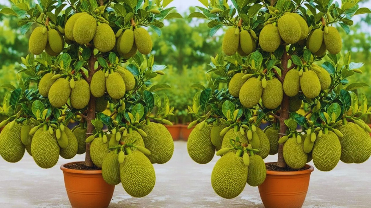 Cultivando yaca en casa  Pasos sencillos para producir la yaca más productiva y sabrosa del mundo