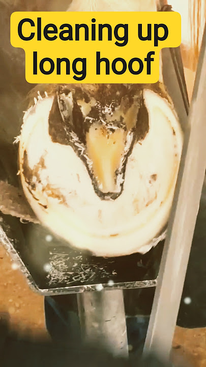 that's finishing touch Hoof Trim 😍🥰👍🙏{hoof trim}#hooftrimming#hoof #horse#truedialogue#trim#rinkujha