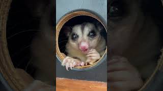 Cutest chomps in existence 💚 📹 Keeper Liv #squirrelglider #forthewild #corn #nativeaustralian