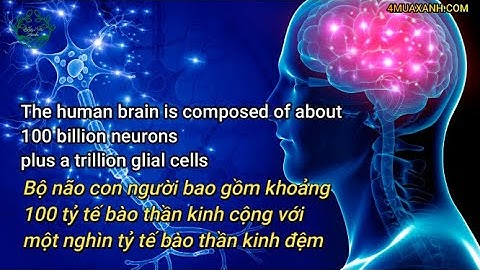 So sánh tế bào thần kinh và thần kinh đệm