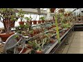 WALKING THROUGH CACTUS GREENHOUSE