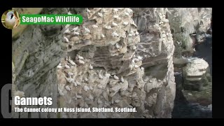 Gannets
