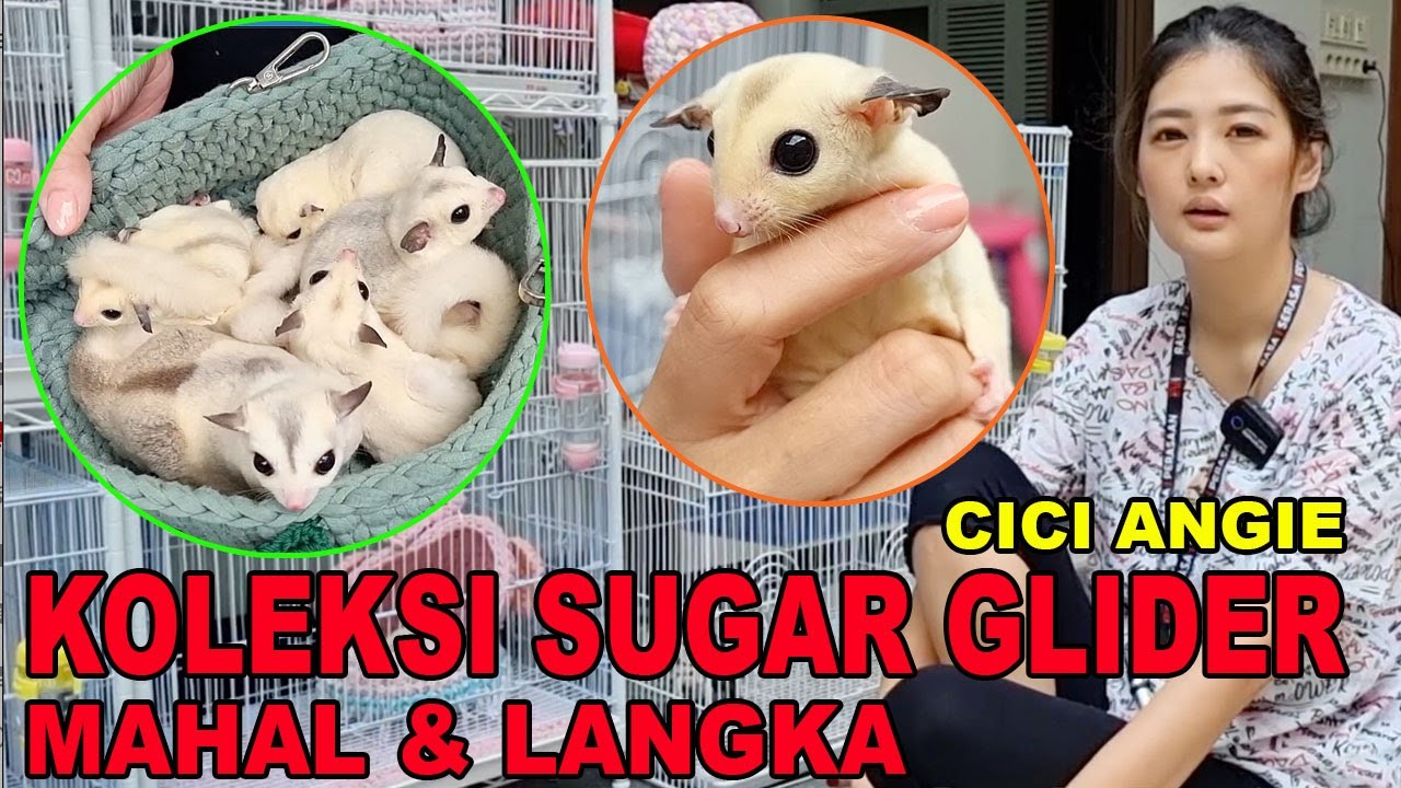 KOLEKSI SUGAR GLIDER MAHAL & LANGKA CICI ANGIE