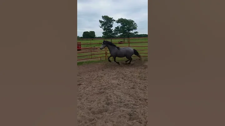 Pyron Boot Scootin Lucy
