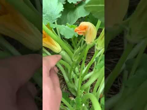 Video: Cocinar con flores de calabaza: consejos para cosechar flores de calabaza