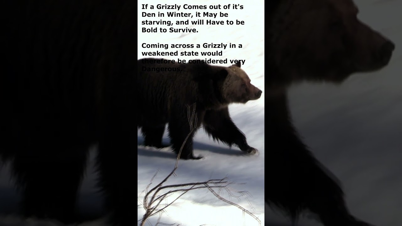 Massive Grizzly Enjoys Lazy Spring Day @ Yellowstone National Park -  Unofficial Networks, image size:1280x720