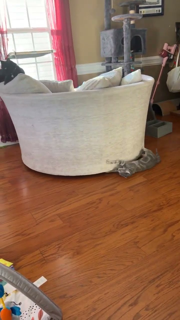 Cat-Powered Spinning Chair || ViralHog