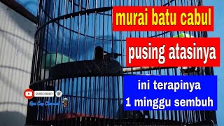 Terapi Murai Batu Cabut Bulu Milik Kicau Mania Cipondoh Ombro Jerry Yg Dititipka Ke Gps Coy