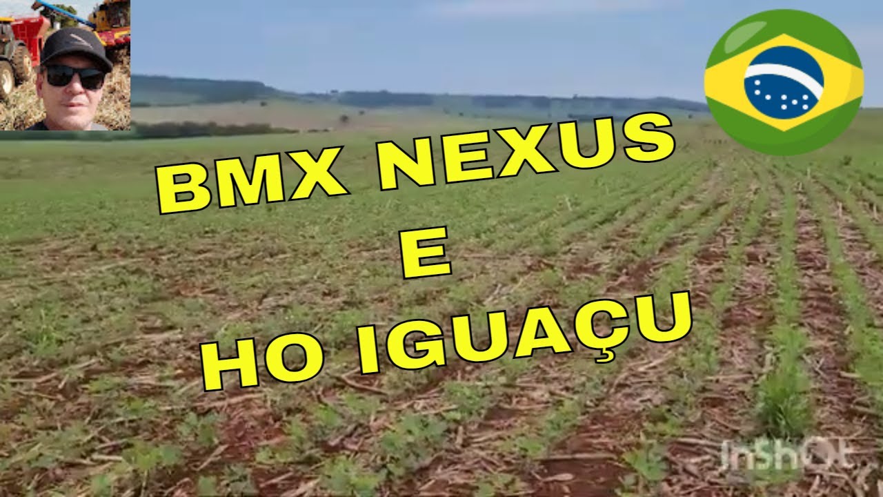 Soja BMX Nexus mais nova também teve problemas com mortandade, comparando  com outras variedades. 