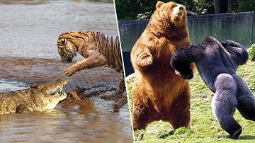 10 Most Fearless Animals In The World