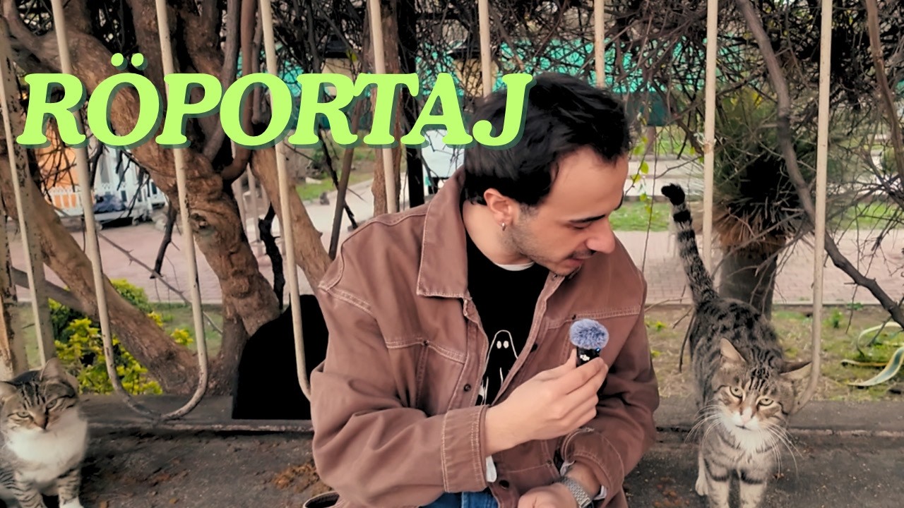 SOKAK KEDİLERİ İLK KEZ HÜPTİRİK YİYOR!