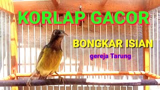 korlap gacor bongkar isian || kolibri kelapa gacor wiceh manggar isian gereja