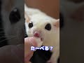 モモンガとの日向ぼっこが気持ちよかった #フクロモモンガ #癒し #ペット