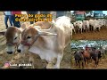 Feira do gado de Cachoeirinha PE 03/09/2020         Luiz Pinto