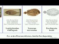 Pez orden pleuronectiformes familia poecilopsettidae fish suela lepidorhombus beanii satya yuga