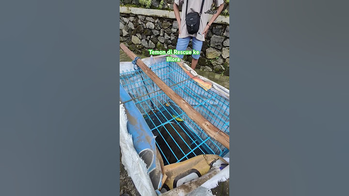 Temon Monyet Alm. Mbok Yem di Rescue ke Blora