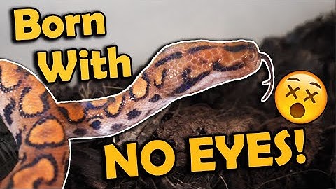 Our Newest Snake Has No Eyes! O_O