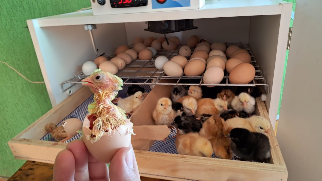 COLOCAMOS 72 OVOS DE GALINHA CAIPIRA NA CHOCADEIRA!!