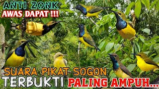 Sogokontong pikat ampuh Anti Zonk ⁉ Sogon pikat Ampuh
