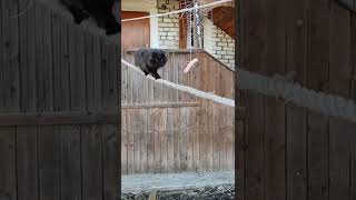 Канатоходец Чернуха 🐈‍⬛💪 #кот #черныйкот