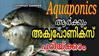 AQUAPONICS | how to make cheapest aquaponics by your own malayalam അക്വപോണിക്സ് നിർമ്മാണം