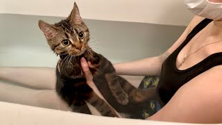 寂しさに耐えきれず飼い主の入浴中に乱入してしまった猫w