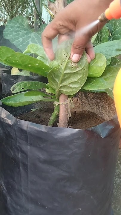 varsha-ke-bad-paudhon-ka-hal-behaal-hai-control-leaf-eating-insects