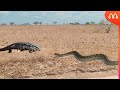 QUANDO O LAGARTO ATACA A CASCAVEL