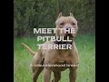 Pitbull Terrier Vs Dogo Argentino Real Fight Pitbull
