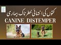 کتوں کی انتہائی خطرناک بیماری Canine Distemper
