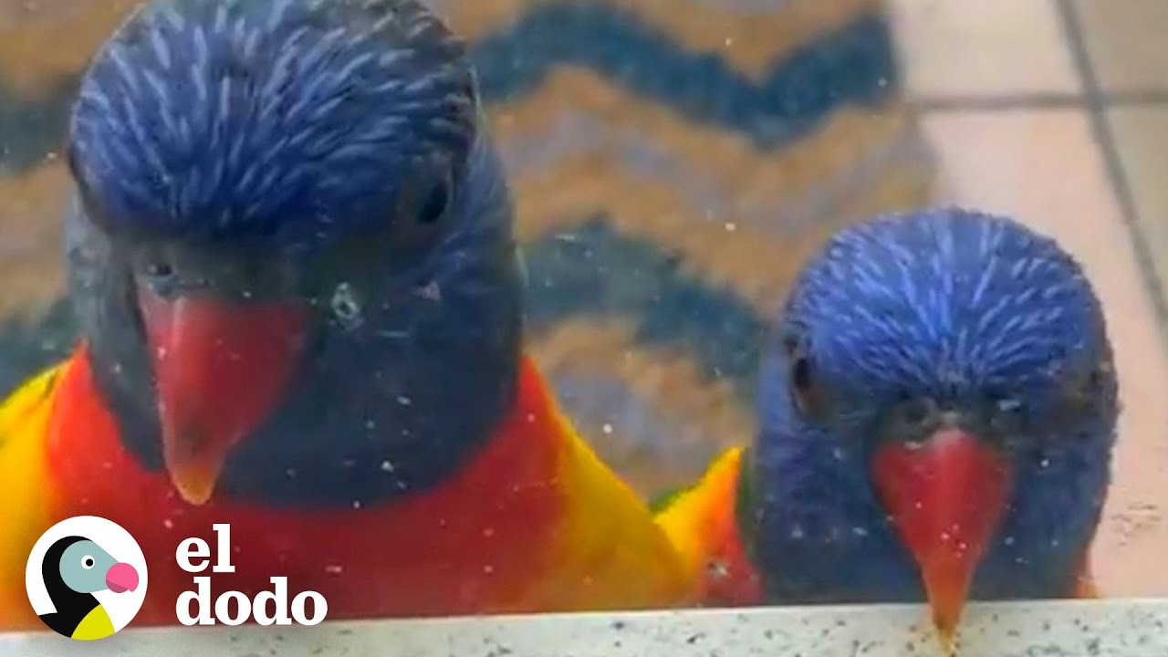 Dos pájaros enamorados visitan el balcón de esta dama todos los días | Corazones Salvajes | El Dodo