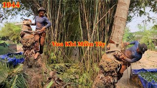 Hai cây Dừa cao sống lâu năm , Vua Khỉ Miền Tây đã cưa hạ gốc như thế nào ? Cutting coconut trees