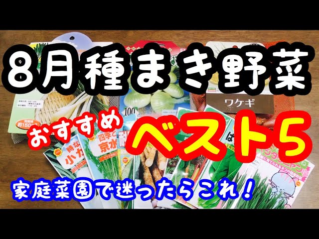 家庭菜園 8月種まき野菜 おすすめベスト5 Youtube 家庭菜園 8月種まき野菜 おすすめベスト5 Youtube