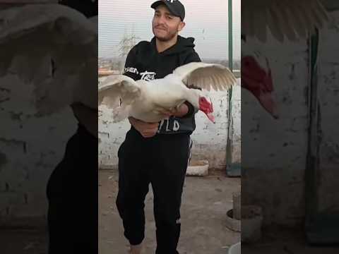 البط المسكوفى وزنه سبعه كيلو ياريس مع الطريقة الجديدة لتسمين البط مصطفى وأمل