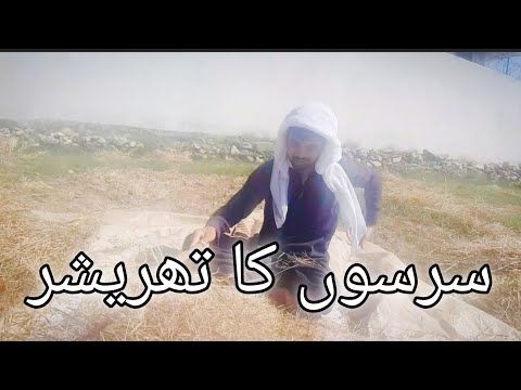 سرسوں تھریشر کیسے کیا جاتا ہے۔  #beautiful #vlog