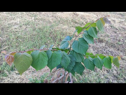 Video: Cökə - dərman ağacı
