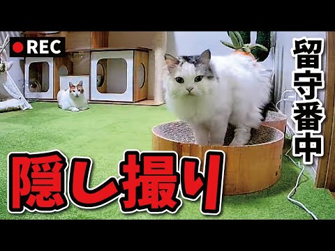 留守番カメラのマイクから『ちゅーる』と聞こえたときの猫達の反応がこちら【関西弁でしゃべる猫】
