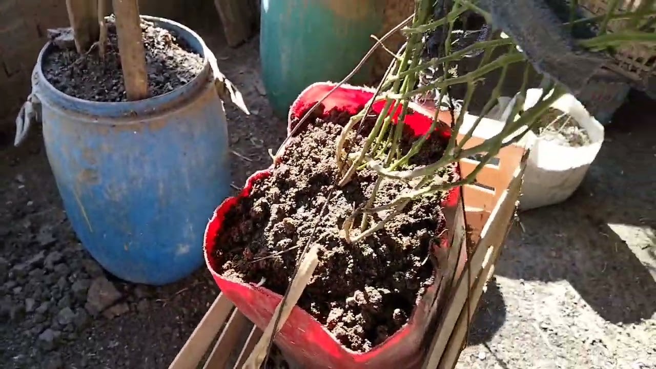 الفئران احبطوني