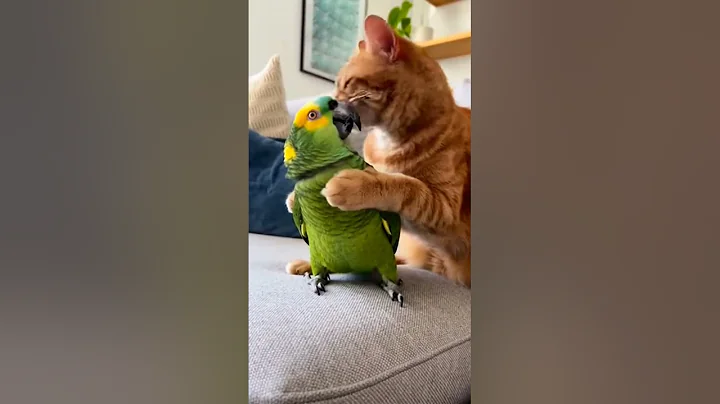 Video 11881441: cats talking hilarious, funny cat talking