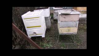 подготовка пчел к зиме и ошибки пчеловода