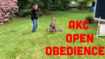 AKC Open Obedience CDX Exercises Explained and Demonstrated