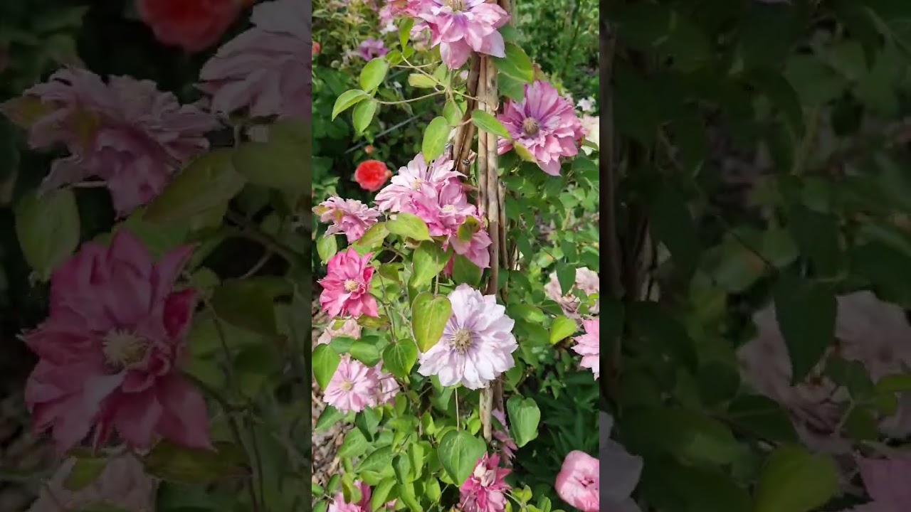 Клематис Pink Passion (Пинк Пешн) 2гр 