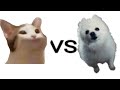 popcat vs gabe the dog