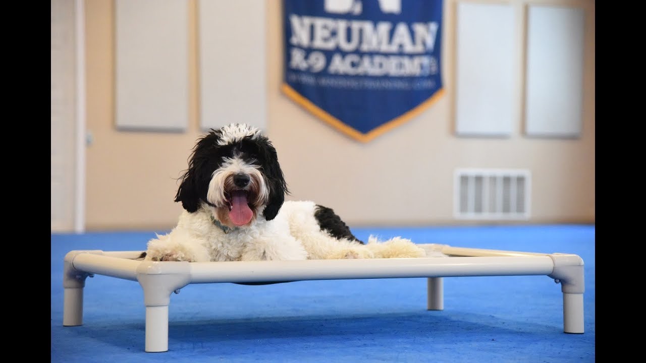 PJ (Goldendoodle) Boot Camp Dog Training Video Demonstration YouTube