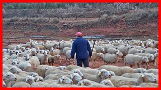 Los últimos pastores trasterminantes del MONCAYO