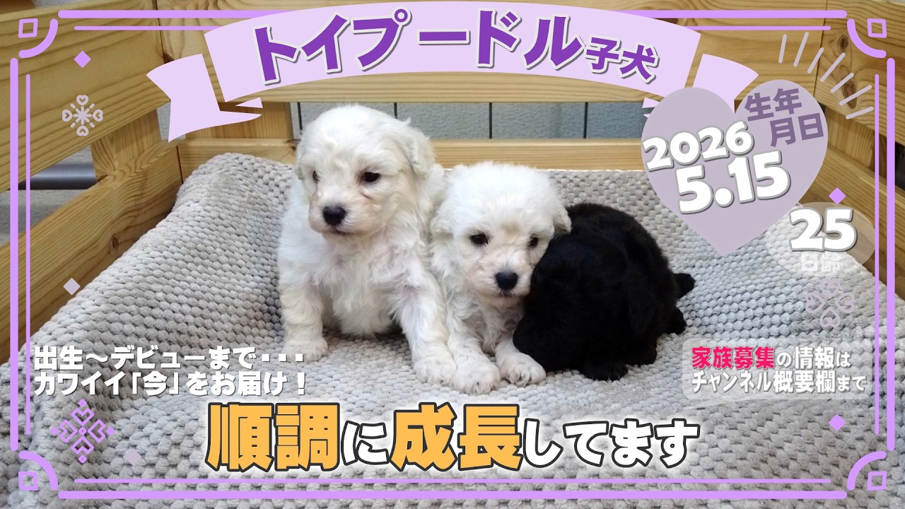 トイプードル子犬｜2026.5.15生（25日齢）｜ホワイト・グレー｜女の子