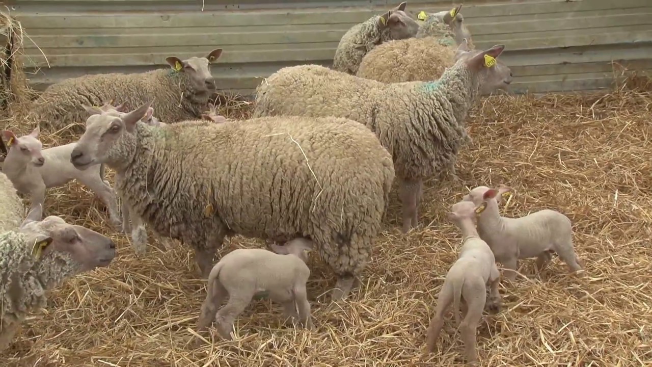 Cocumont 2017   Ferme du Mont Coucous