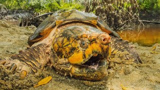 Alligator Snapping Turtle Trapping w @cavemanwildlife !! Huge Turtles!